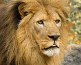 6-O Lion