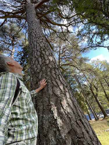 Mark with Scots pine