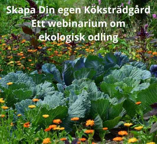 Skapa Din egen Köksträdgård Ett webinarium om ekologisk odling