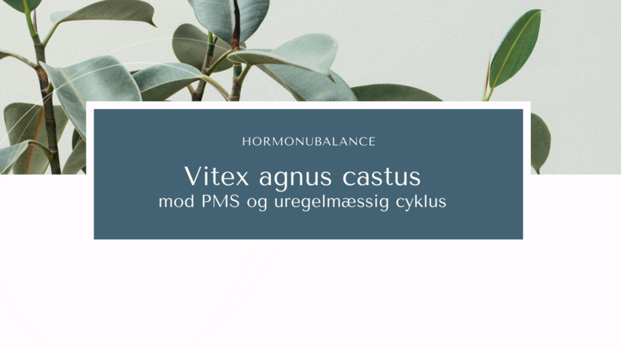 Vitex agnus castus