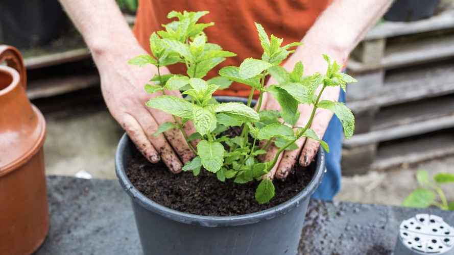 Planting mint