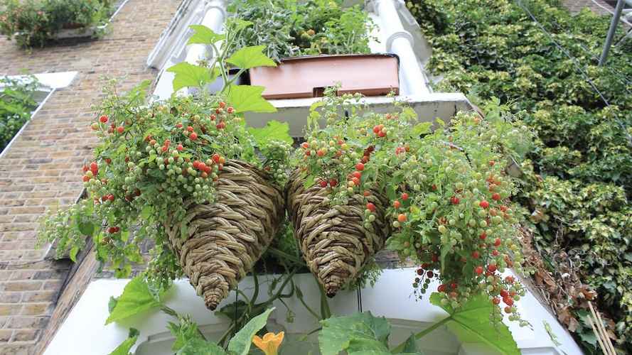 Tomatoes in Hanging Basket