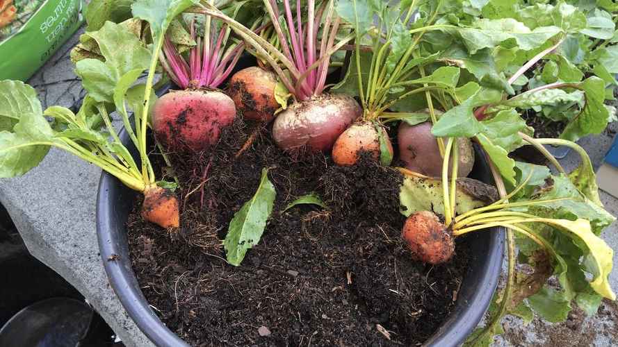 Beetroot in containers
