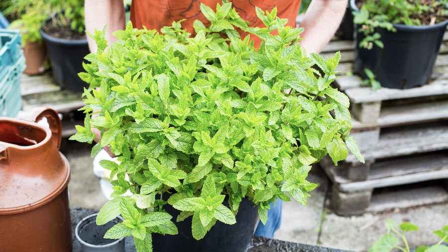 Mint in Container