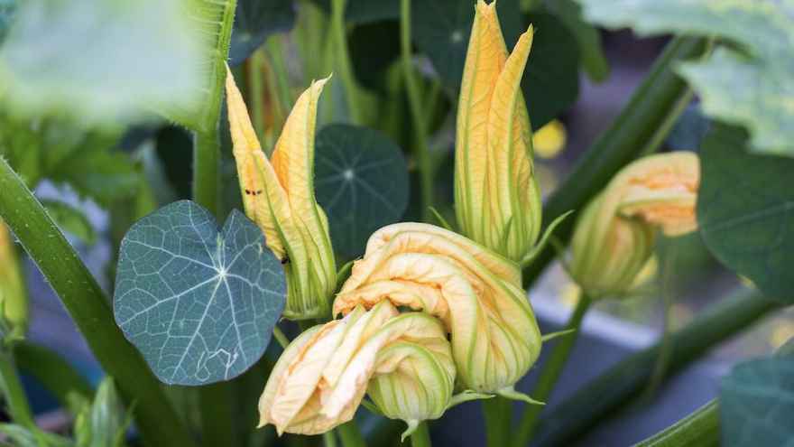 Courgette : Zucchini flowers
