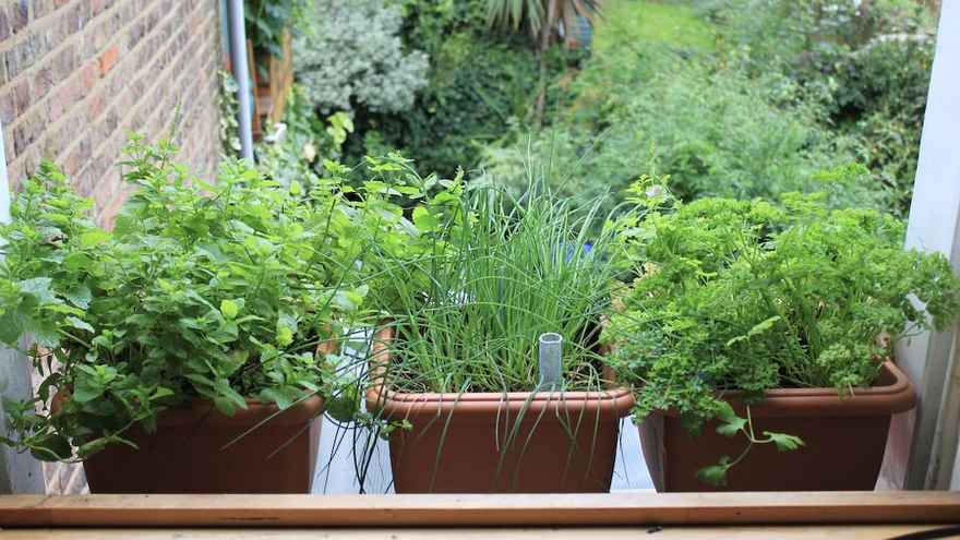 Windowsill herbs
