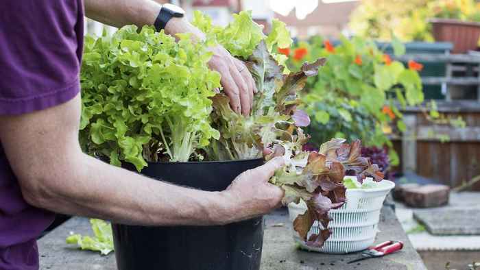 Lettuce - container size