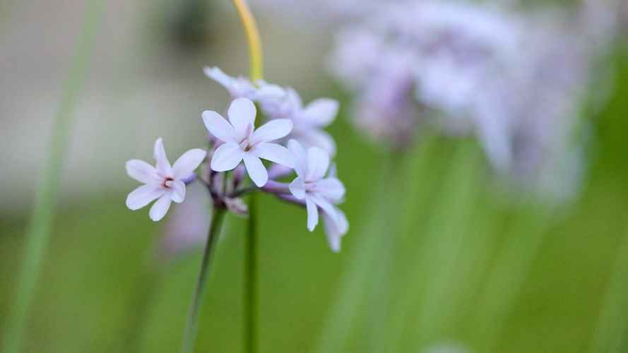 Society garlic flower