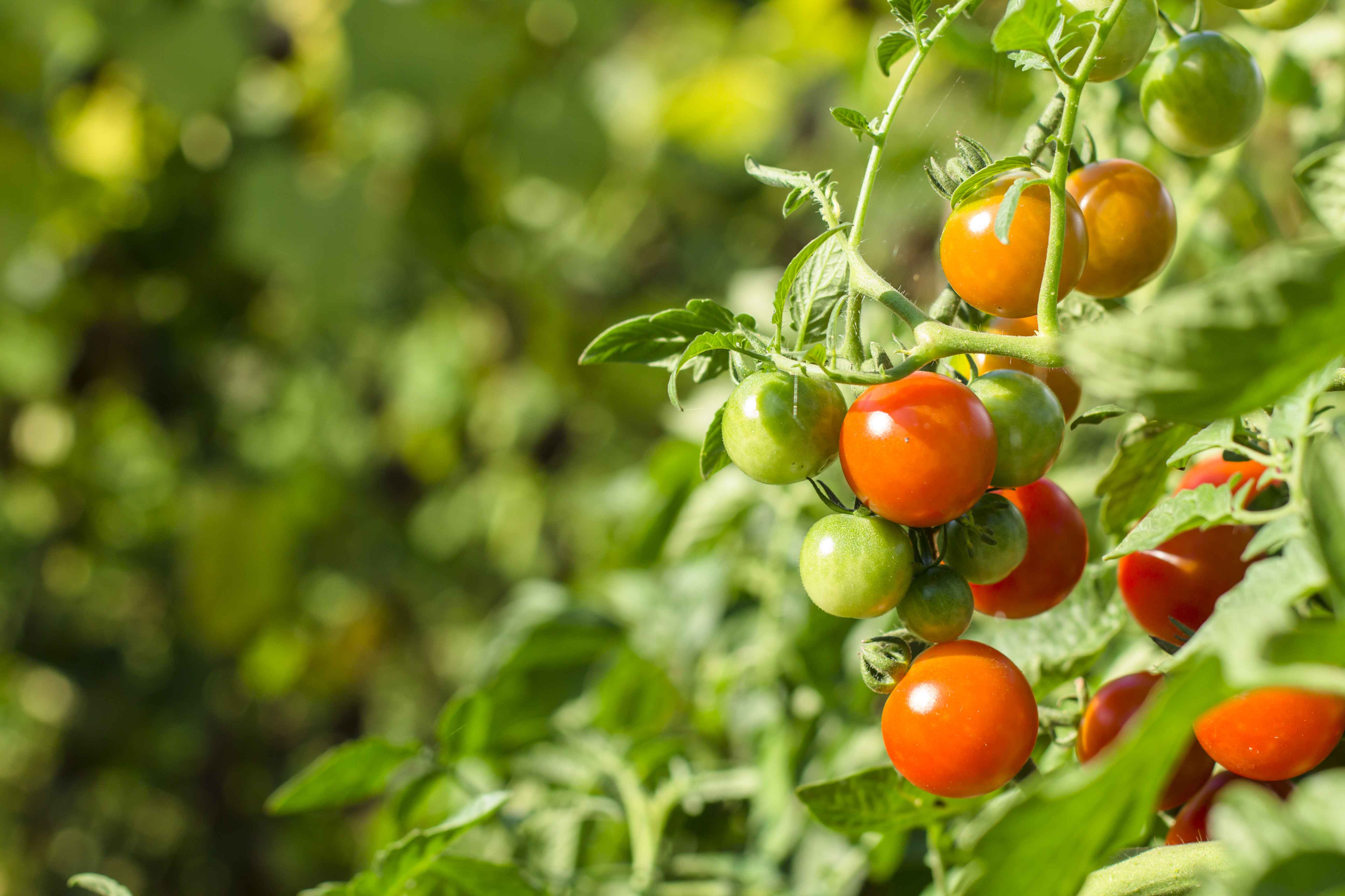 cherry-tomatoes-garden-natural-product