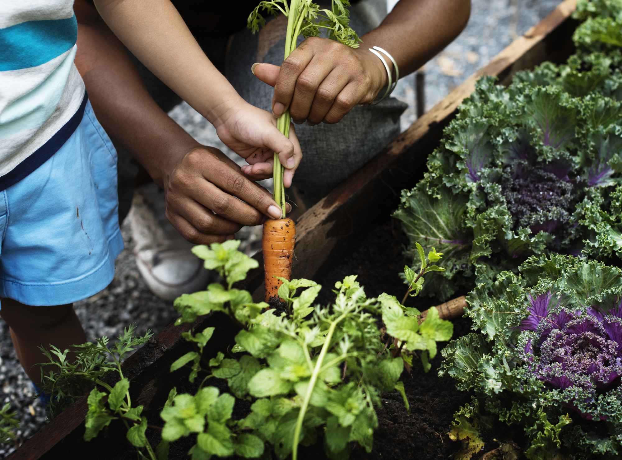 picking-baby-carrot-garden