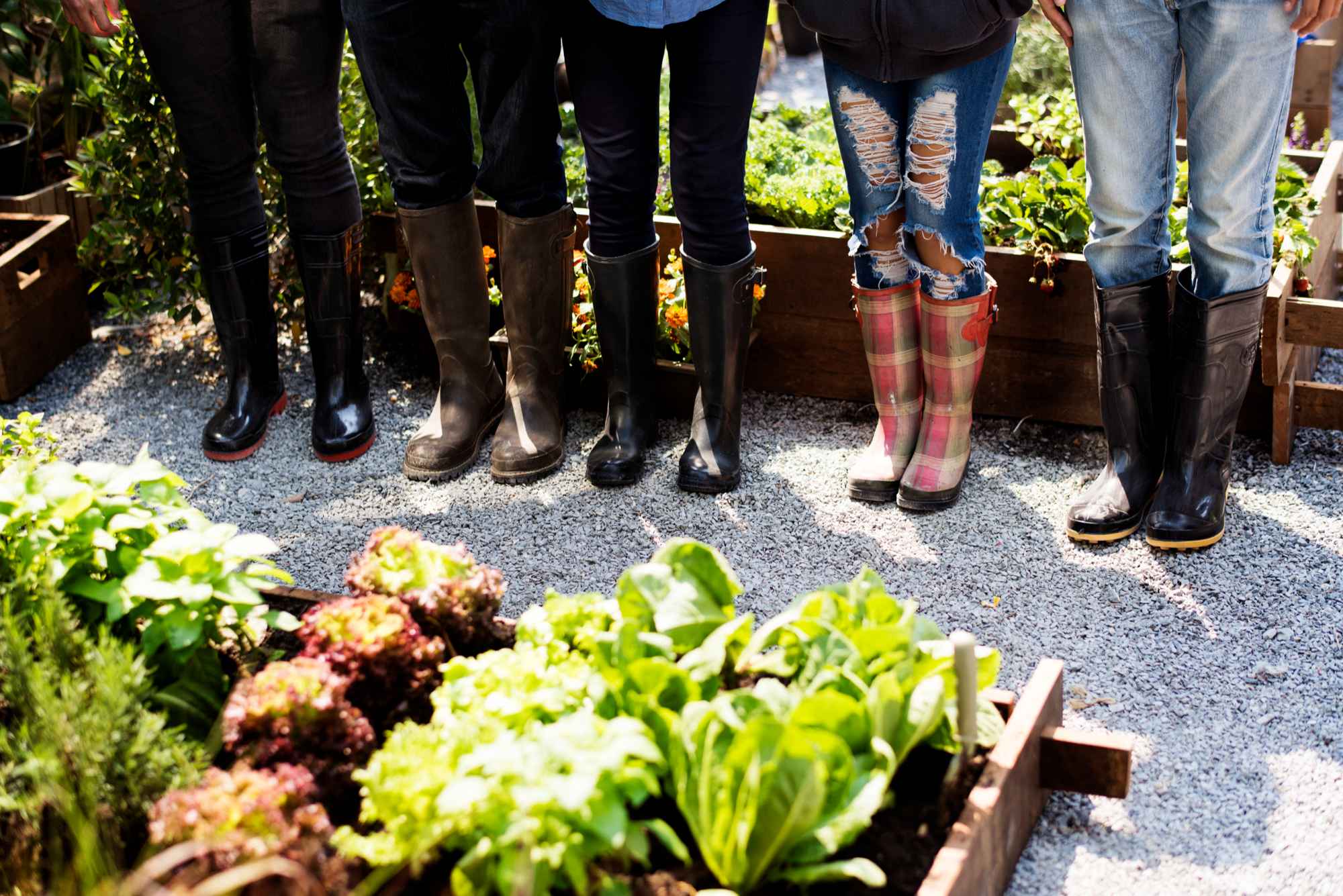 group-people-planting-vegetable-greenhouse-boots