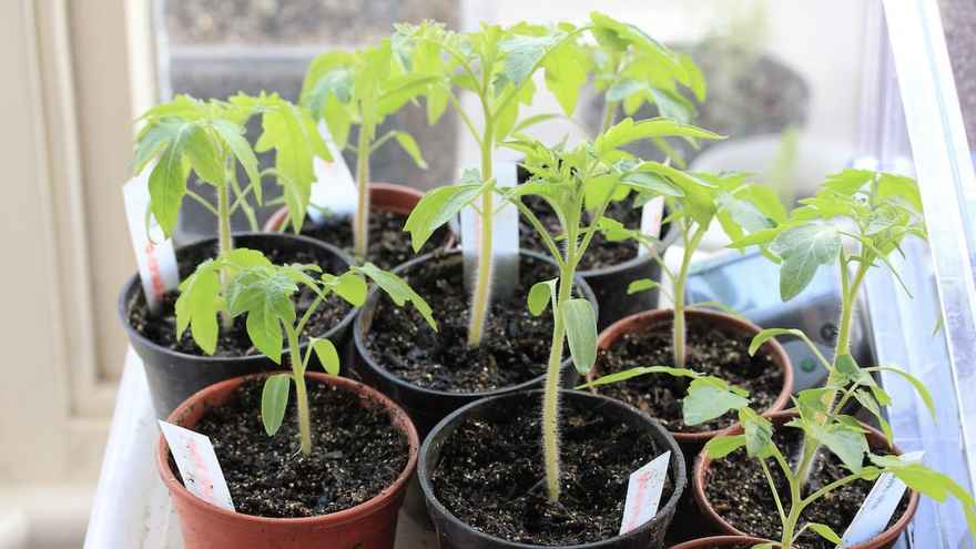tomato seedlings inside