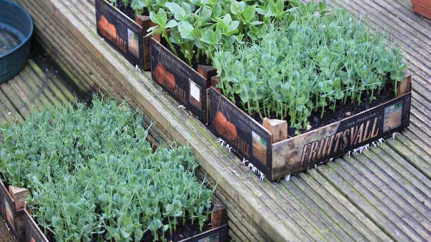 Pea shoots growing in recycled boxes