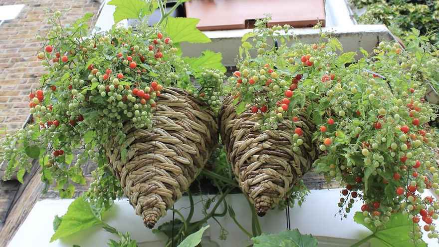 Cherry tomatoes in hanging basket