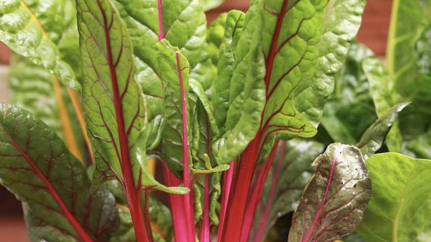 Chard in container