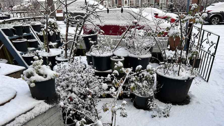 Container garden in snow