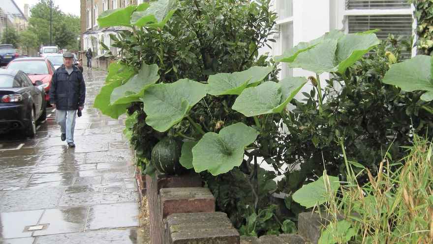 Squash growing in the street