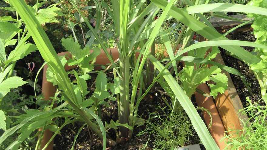 Lemon grass in container on balcony