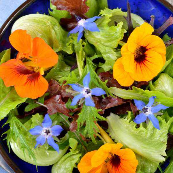 Growing, Harvesting and Storing Edible Flowers and Herbs