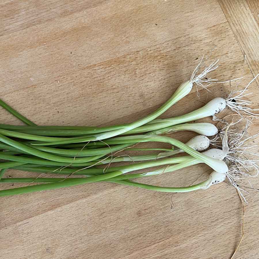 Spring onion : Scallion bunch