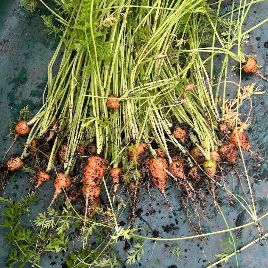 Disappointing carrot harvest