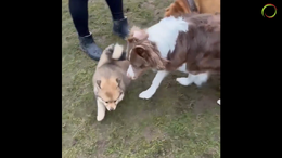 Hvalpetræning - 1. Velkommen hjem - møder de andre hunde