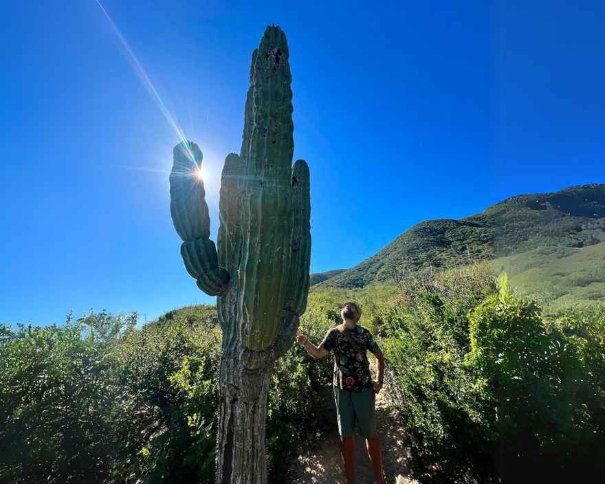 big-cactus (1)