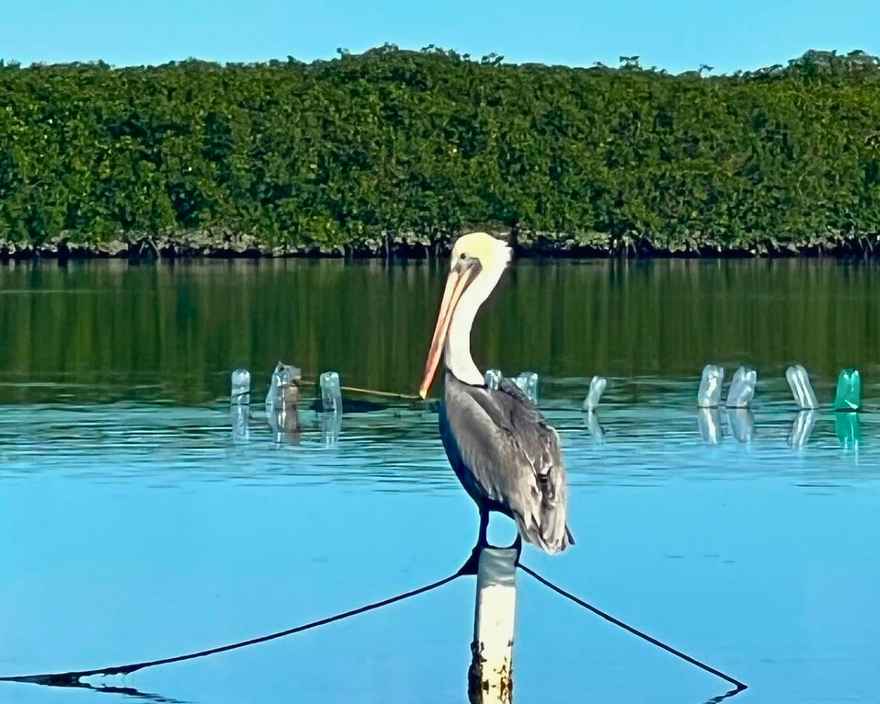 mangroves-and-pelican