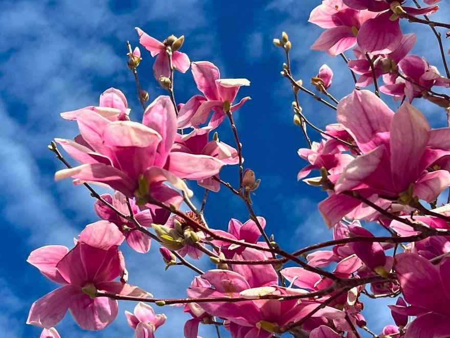 magnolia-tree