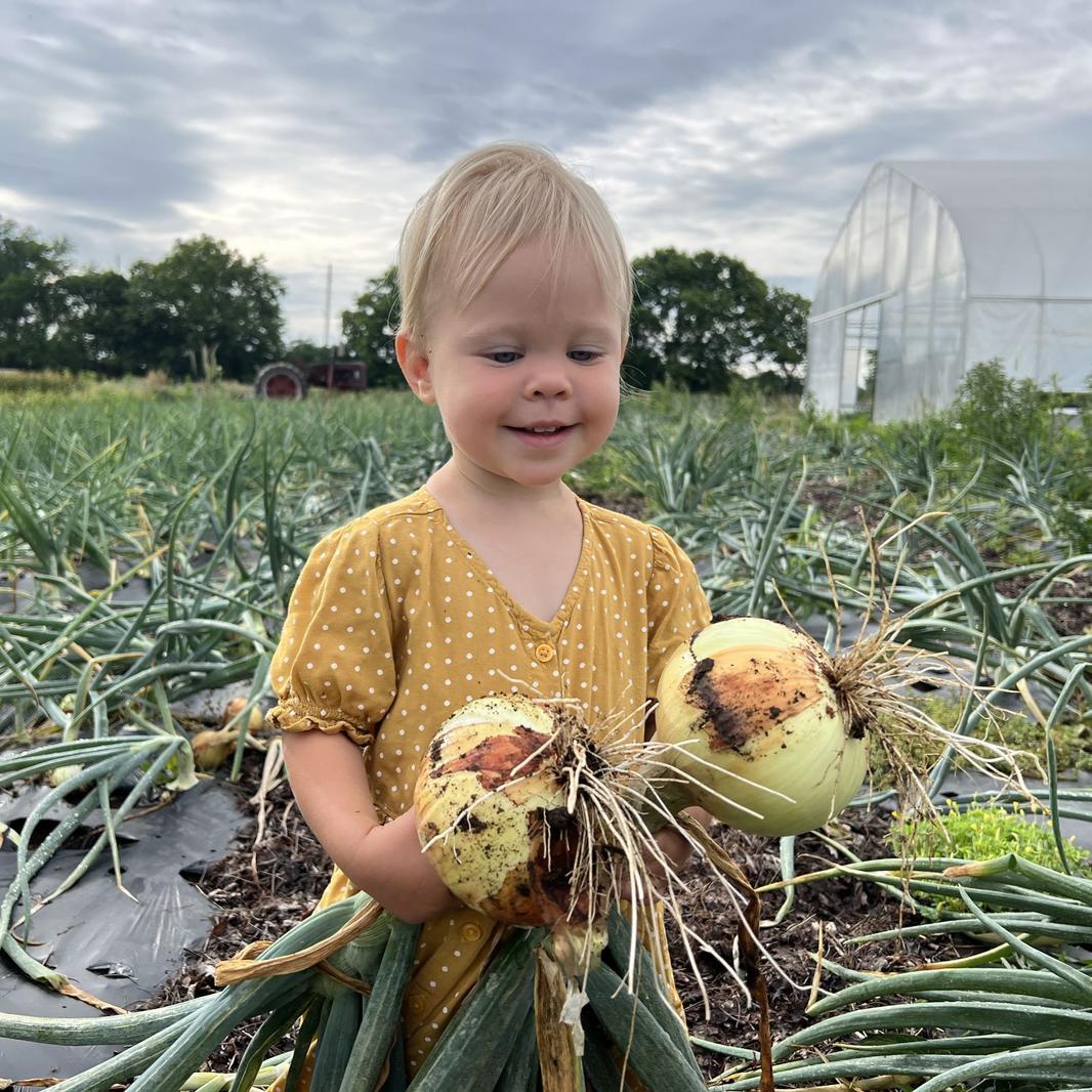 farm on central onions