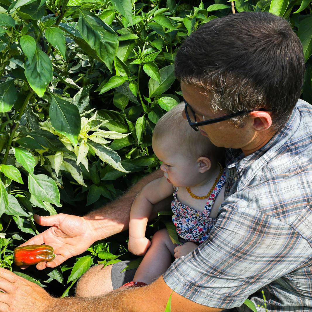 farm on central picking pepper