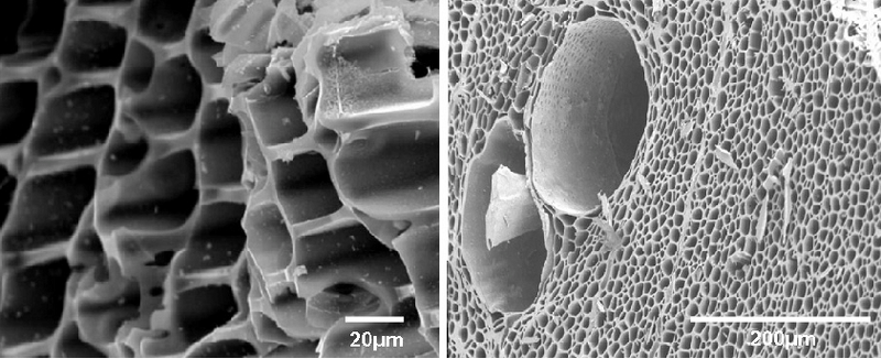 The-porous-structure-of-biochar-invites-microbial-colonization