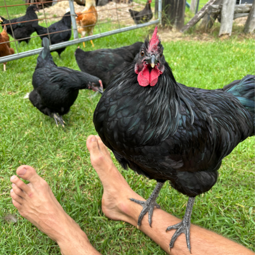 Waikivory Farm Experience Chicks
