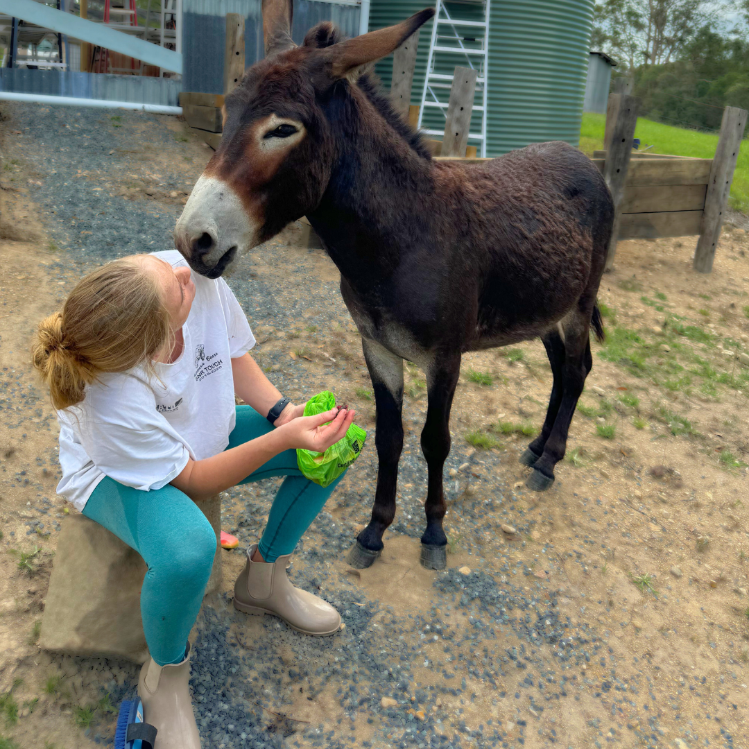 Waikivory Farm Experience Donkey
