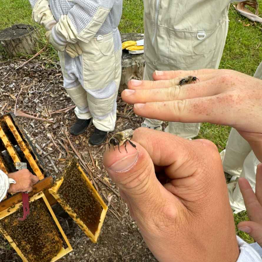 Waukivory Bee Experience 2