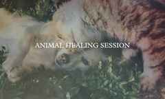 Animal Healing Session