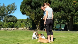8 dages træning af nervøs hund - Dag 8, del 1 - Fiona