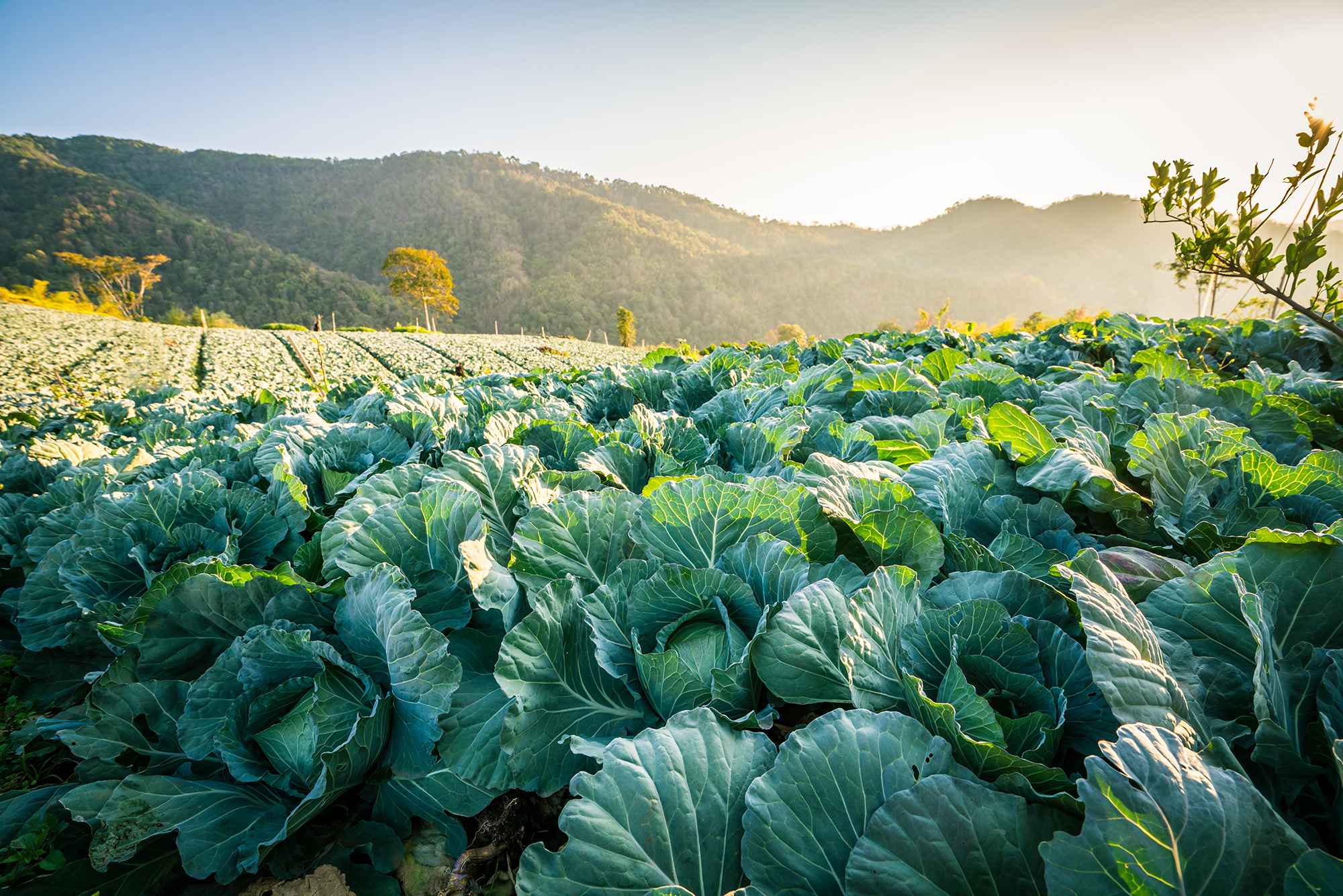cabbage-field-morning
