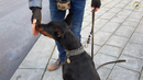 Dag 7 - Lær din nærvøse hund at gå i byen - Dobermann Ailyn