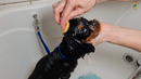 8. Sådan bader du din hund, del 2