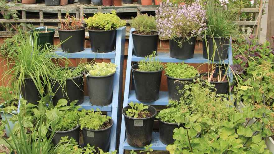 Growing Ladder with herbs